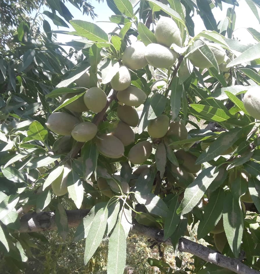 د زابل د بادامو حاصلات ۱۲ سلنه زیاته شوې