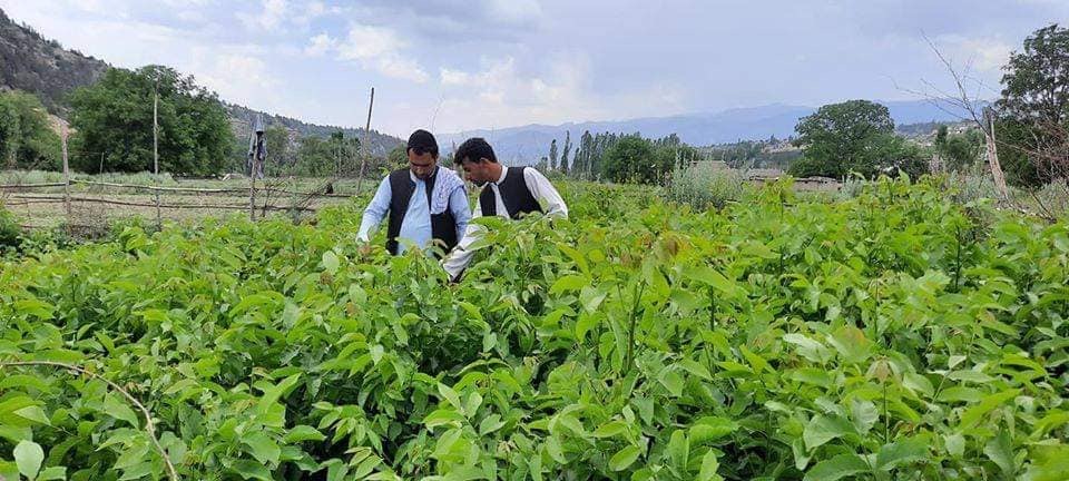 پکتیا کې د جلغوزې او غوزانو د ځنګلونو د بیارغونې په پار قوریې جوړې شوي دي