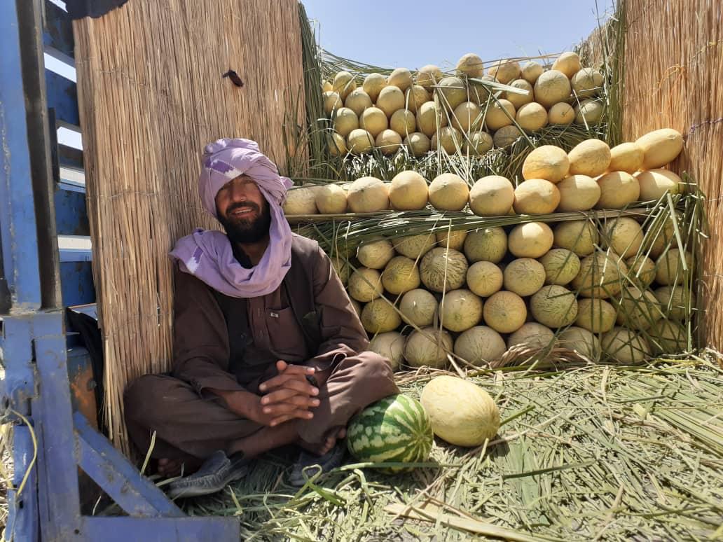 Nimroz Melon Yields Reached more than 700,000 Tons  18 Saratan: July 09, 2020 Nimruz Agriculture, Irrigation, and Livestock Directorate said that melon reached to 700,000 metrics tons this year and about 20,000 hectares of land have been brought under Melon cultivation. The Provincial Agriculture Directorate added that, timely and consecutive rains are the main factors in increasing of Melon products in the Province.  The Provincial Agriculture Directorate added that most of the Melon fields are located in 