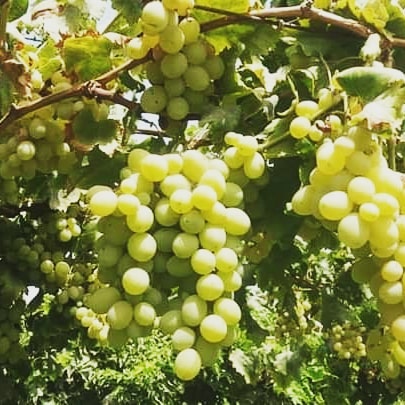 Helmand Grapes will be available in the market soon