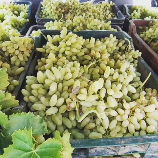 Helmand Grapes will be available in the market soon