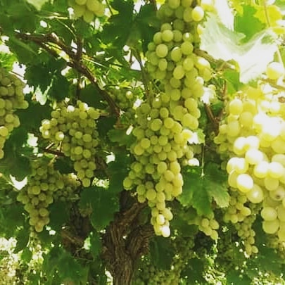 Helmand Grapes will be available in the market soon