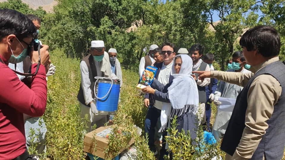 به قوریهداران دایکندی بستههای باغداری توزیع شد