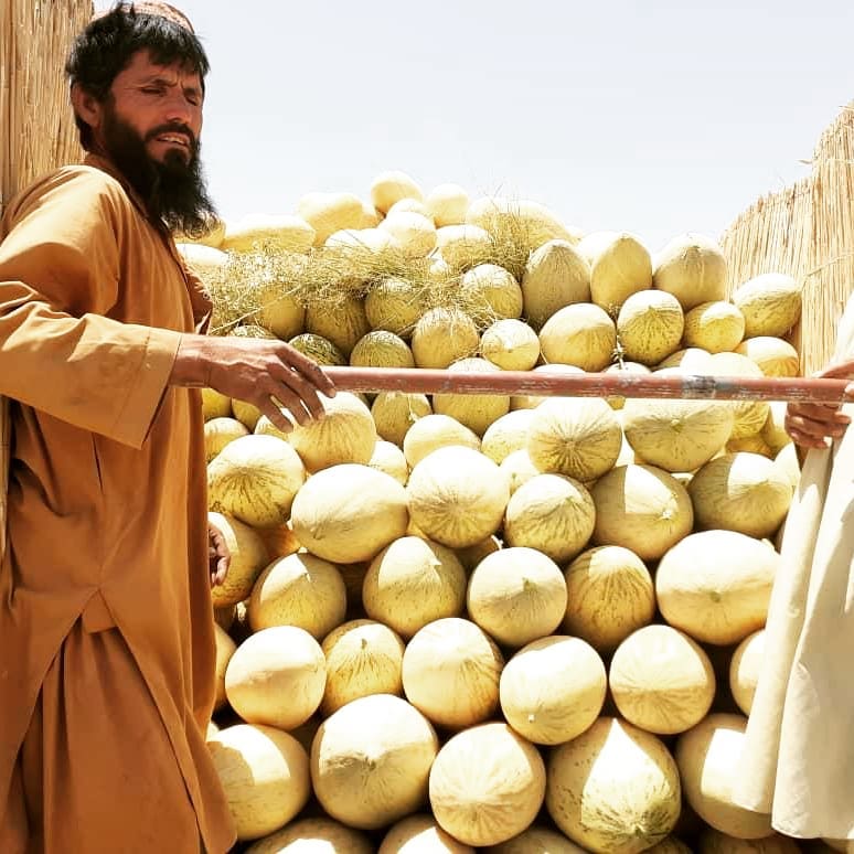 Nimroz Melon Yields have  increased well!