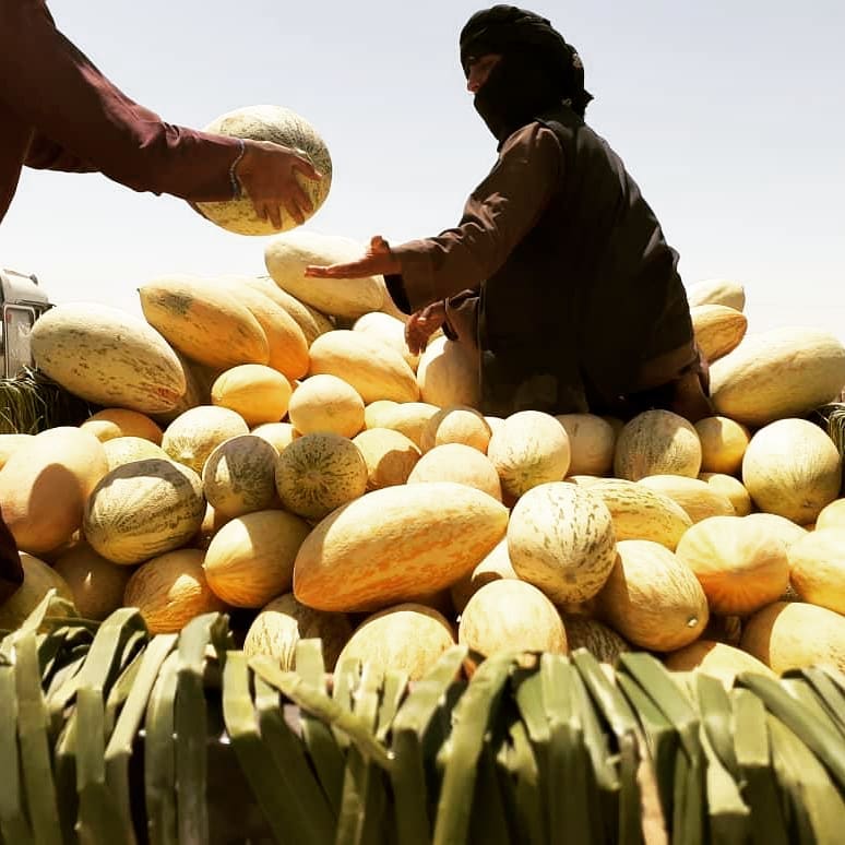 Nimroz Melon Yields have  increased well!