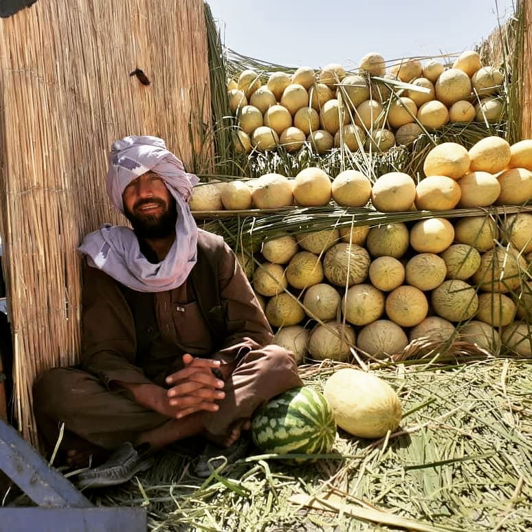 Nimroz Melon Yields have  increased well!