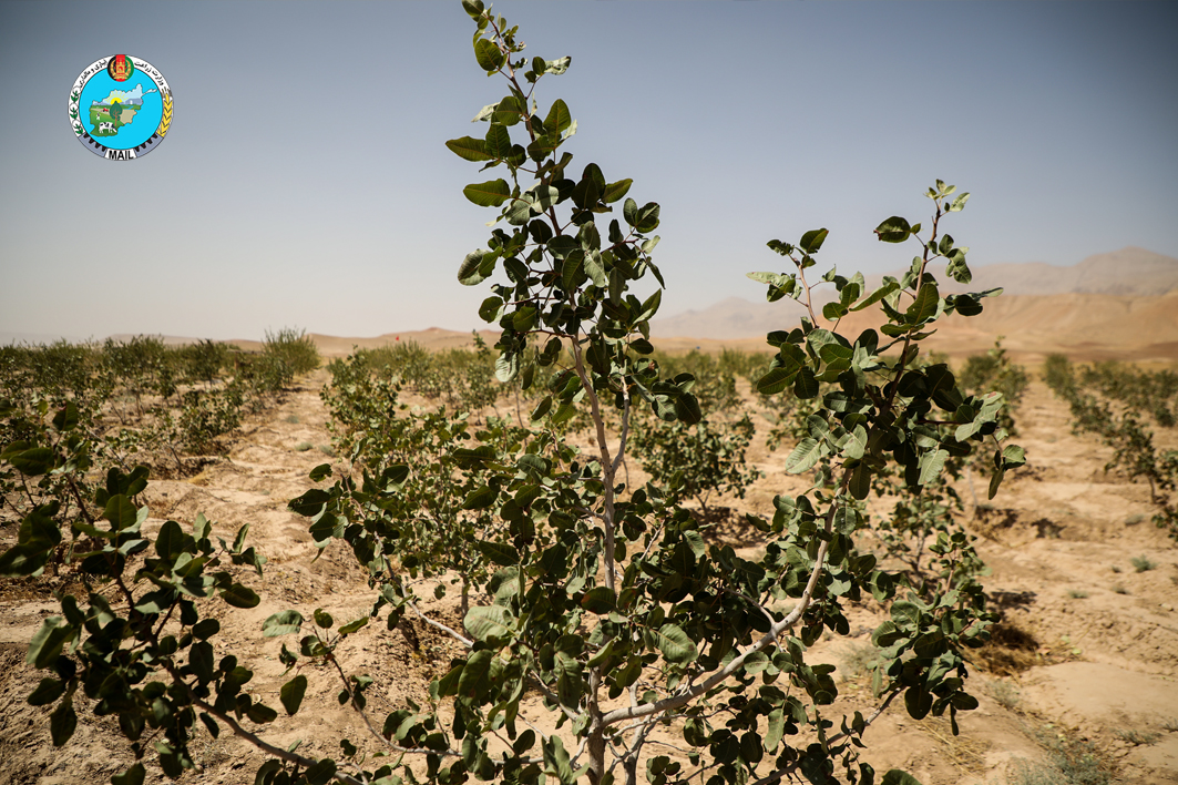 Yields of Samangan pistachio has reached about 69 tons