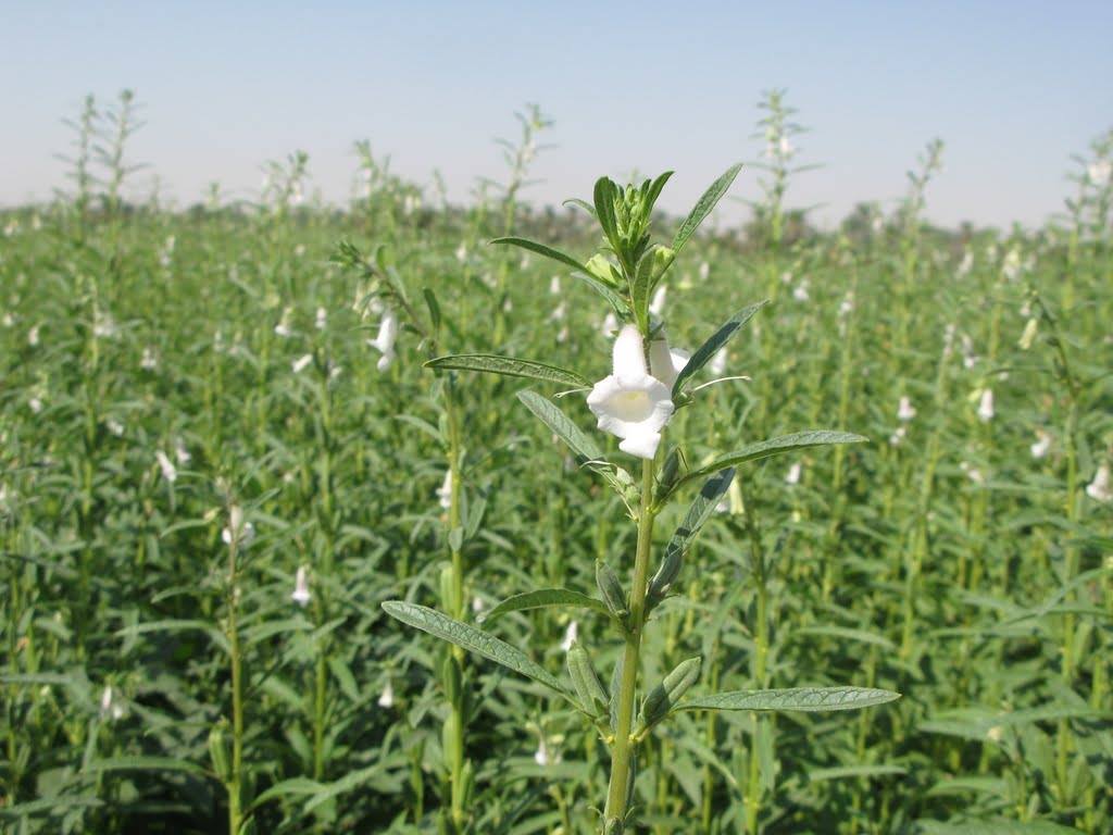 افزایش ۳۸ درصدی حاصلات کنجد جوزجان نسبت به سال گذشته