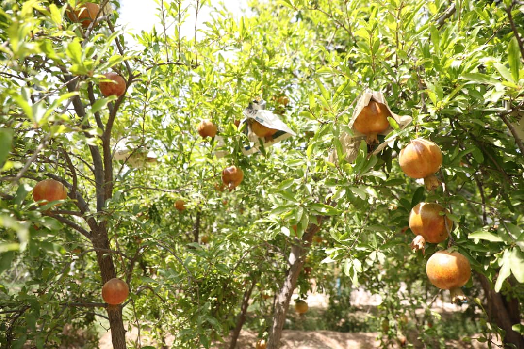 انار تاشقرغان، با تولید سالانه‌ی ۲۰ هزار تُن