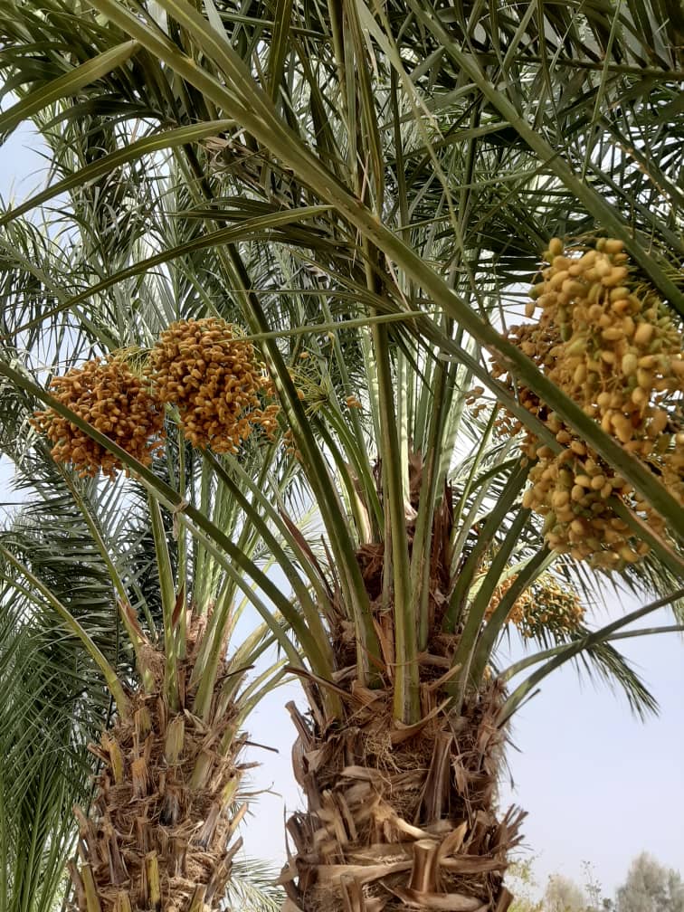 The Beauties of Helmand Dates