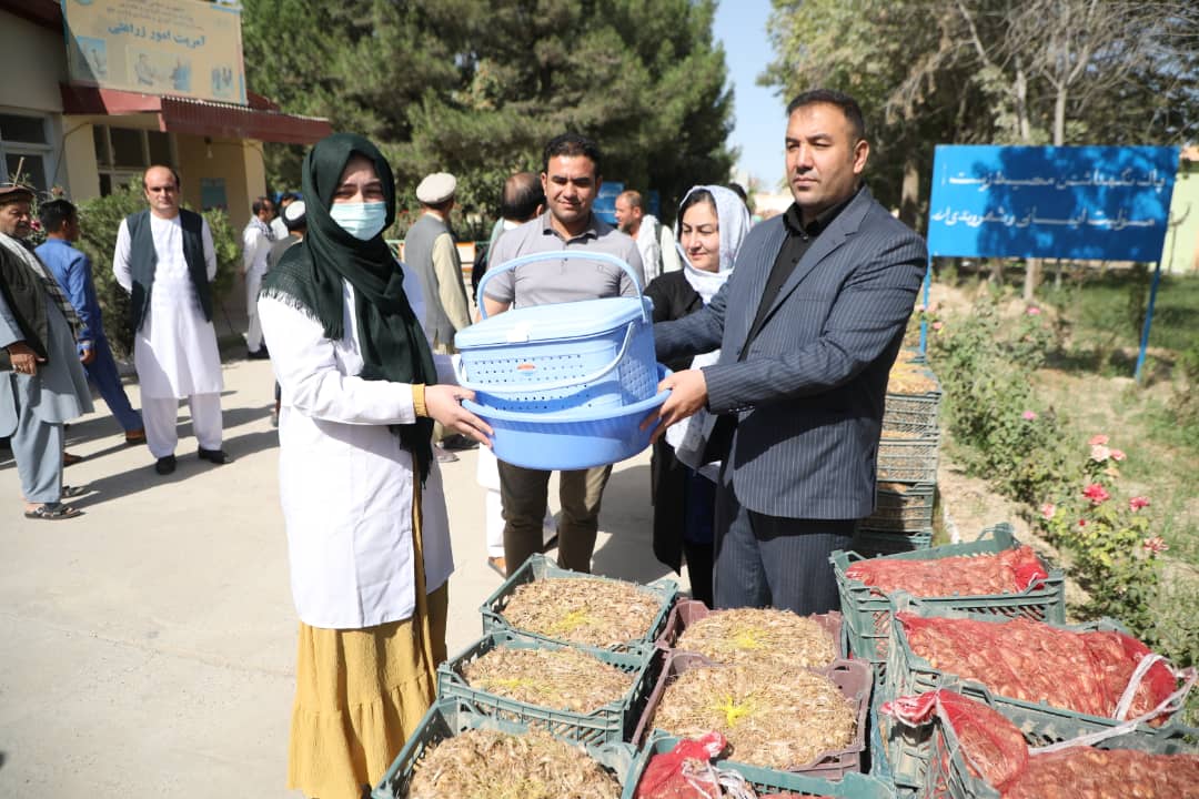 توزیع پنج تن پیاز زعفران به زعفران‌کاران و تجهیز یک مرکز پروسس زعفران در بلخ