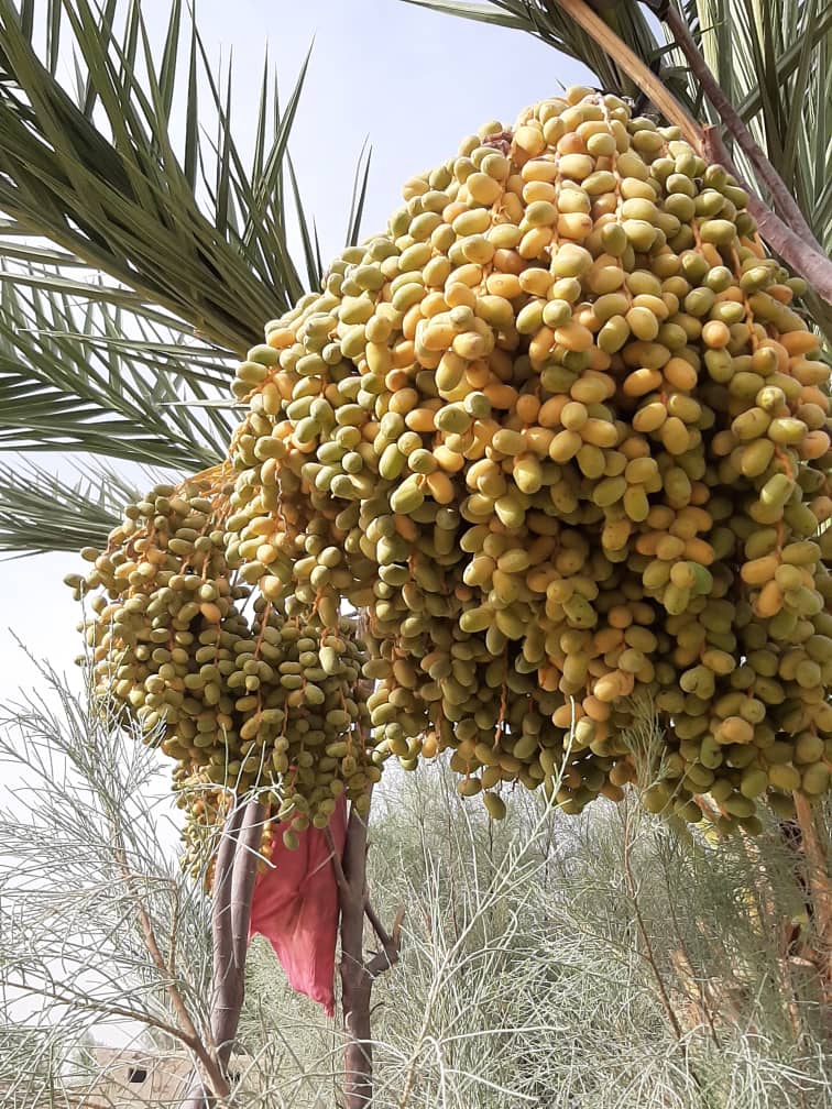 The Beauties of Helmand Dates