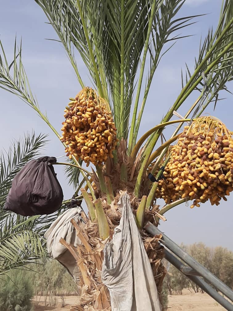 The Beauties of Helmand Dates