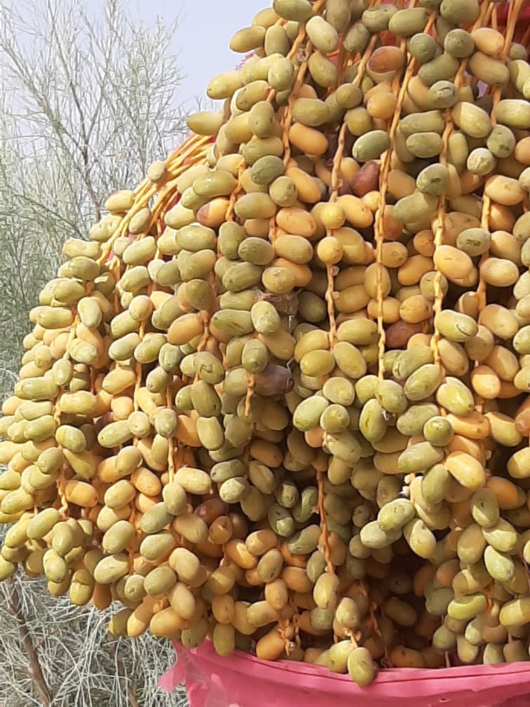 The Beauties of Helmand Dates