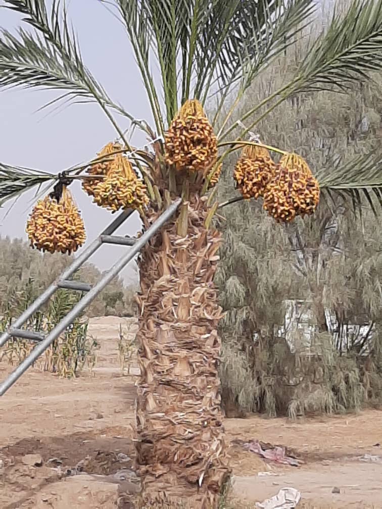 The Beauties of Helmand Dates