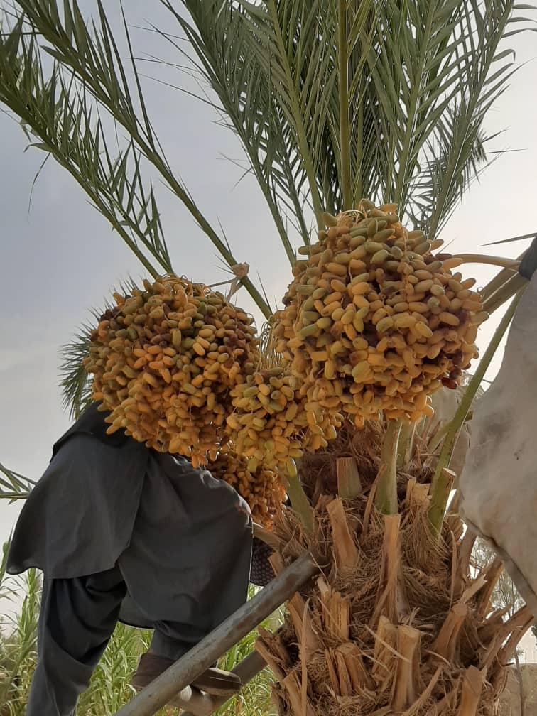 The Beauties of Helmand Dates