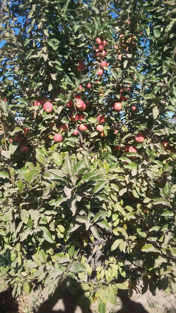 Apples of Qadis District of Badghis province