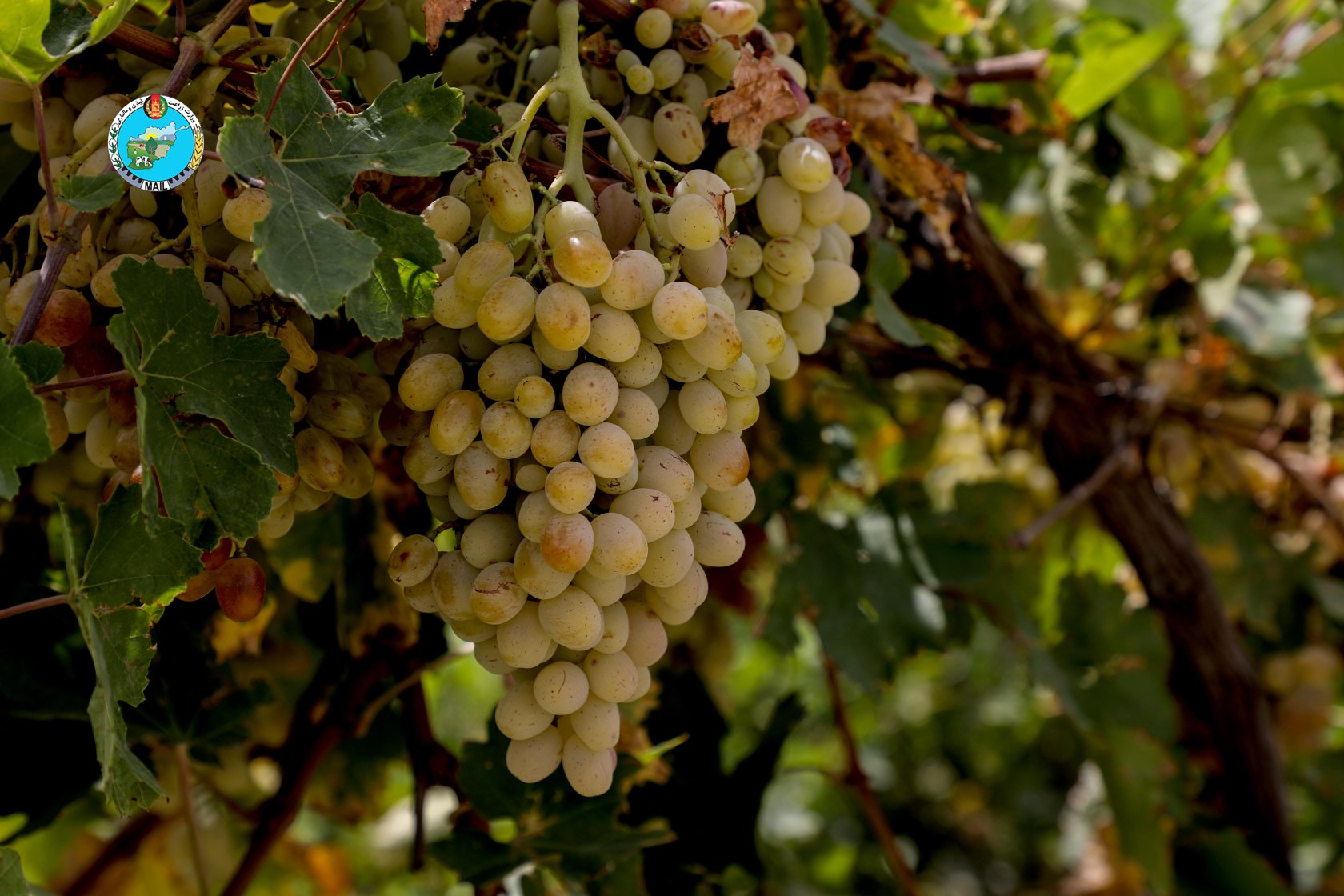 Parwan Grape