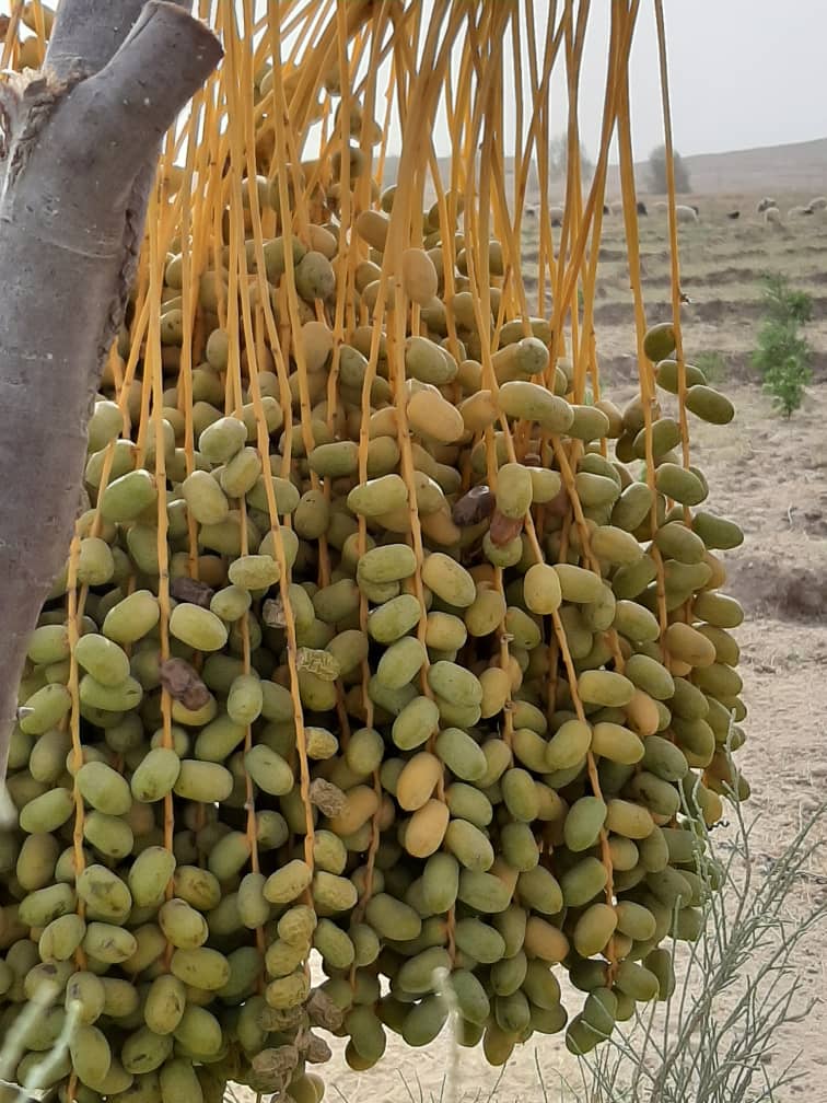 The Beauties of Helmand Dates