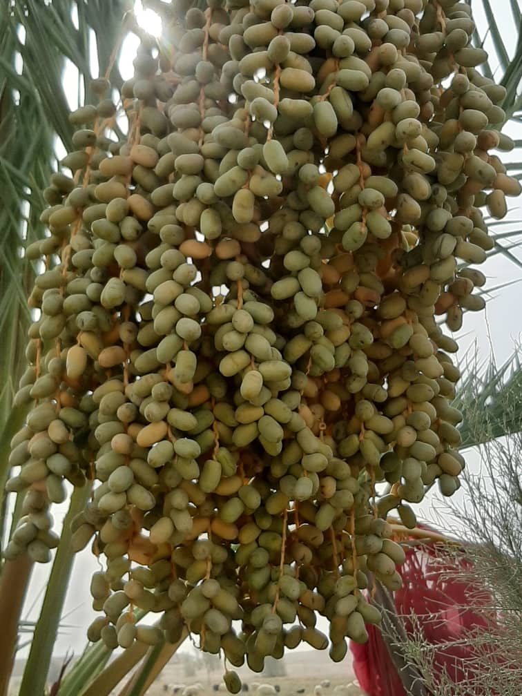 The Beauties of Helmand Dates