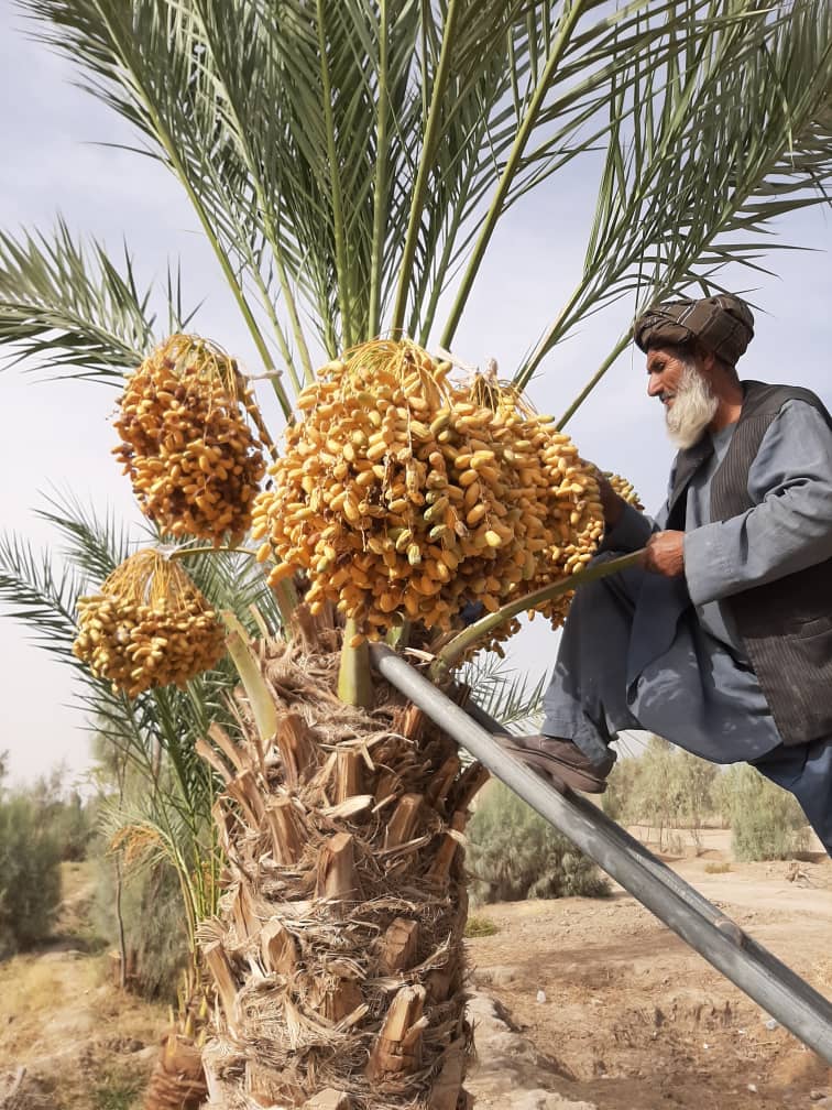 The Beauties of Helmand Dates