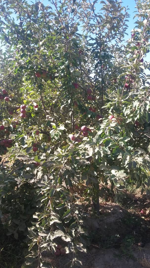 Apples of Qadis District of Badghis province