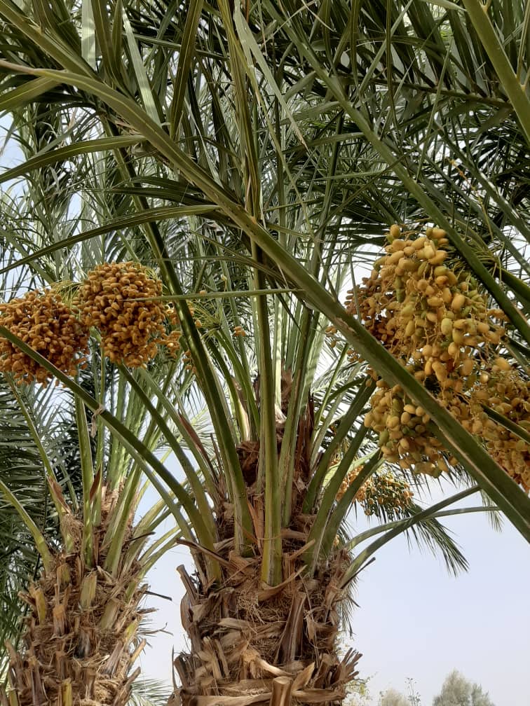 The Beauties of Helmand Dates