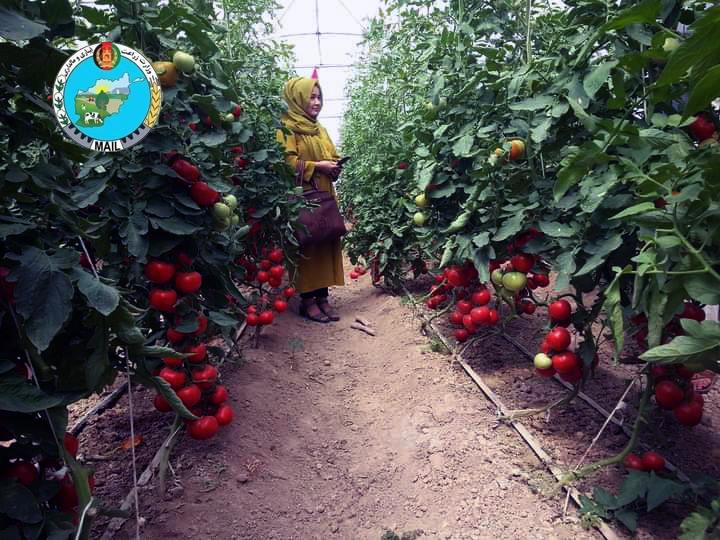 - سبزخانه‌های زنان سمنگانی؛ آنان کار می‌کنند و درآمد دارند. - د سمنګاني مېرمنو شنې خونې؛ دوی کار کوي او عواید لري.