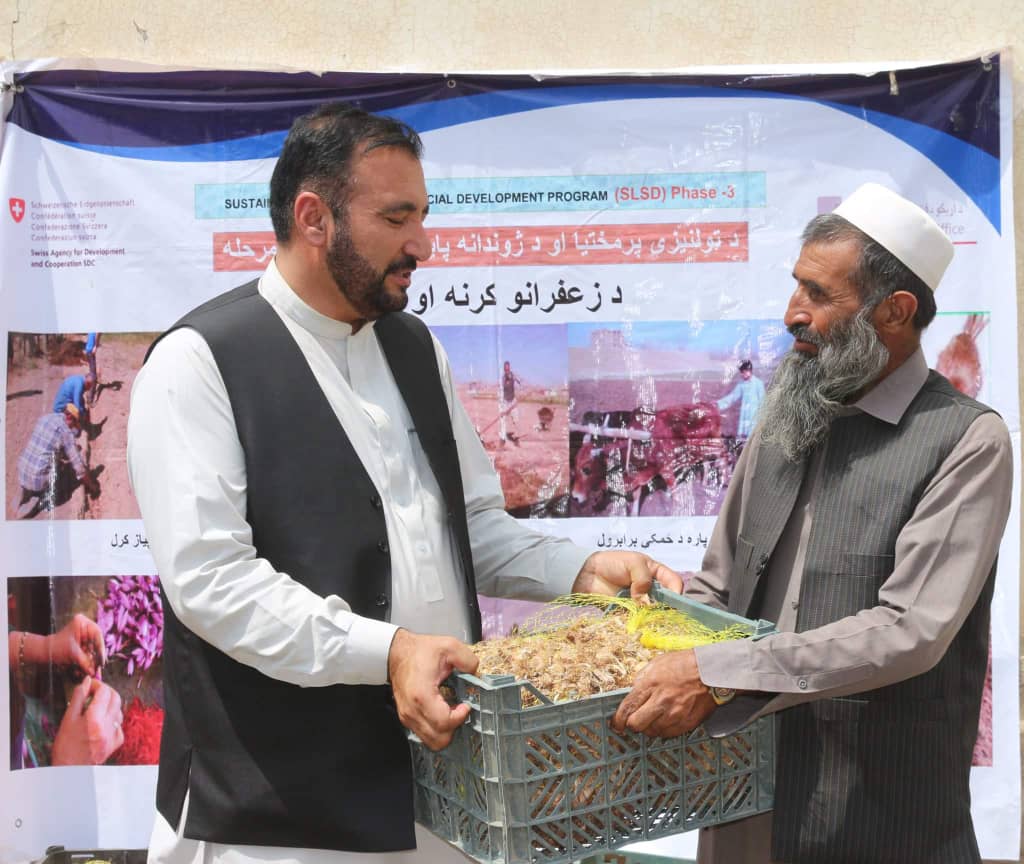 پکتیا کې پر یوشمېر بزګرانو د زعفرانو درې زره کیلو پیاز ووېشل شو