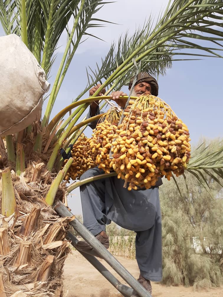 The Beauties of Helmand Dates