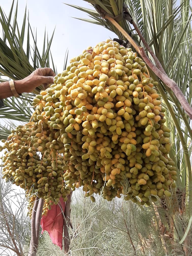 The Beauties of Helmand Dates