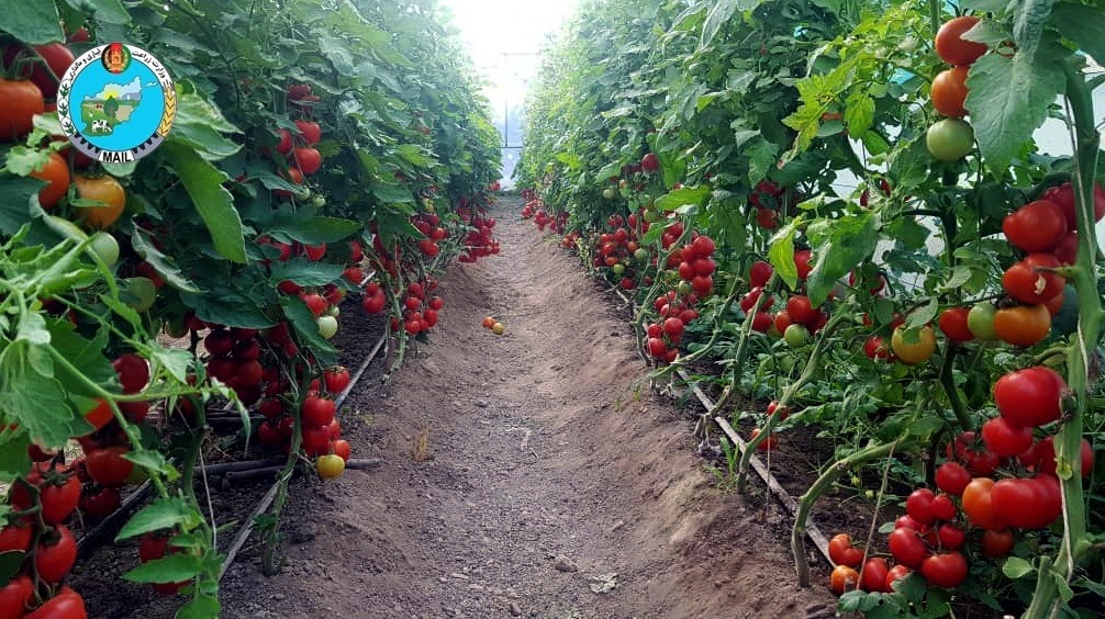 - سبزخانه‌های زنان سمنگانی؛ آنان کار می‌کنند و درآمد دارند. - د سمنګاني مېرمنو شنې خونې؛ دوی کار کوي او عواید لري.