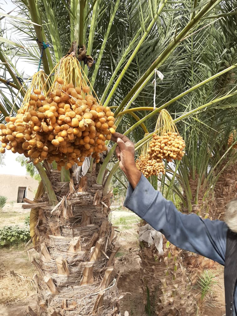 The Beauties of Helmand Dates