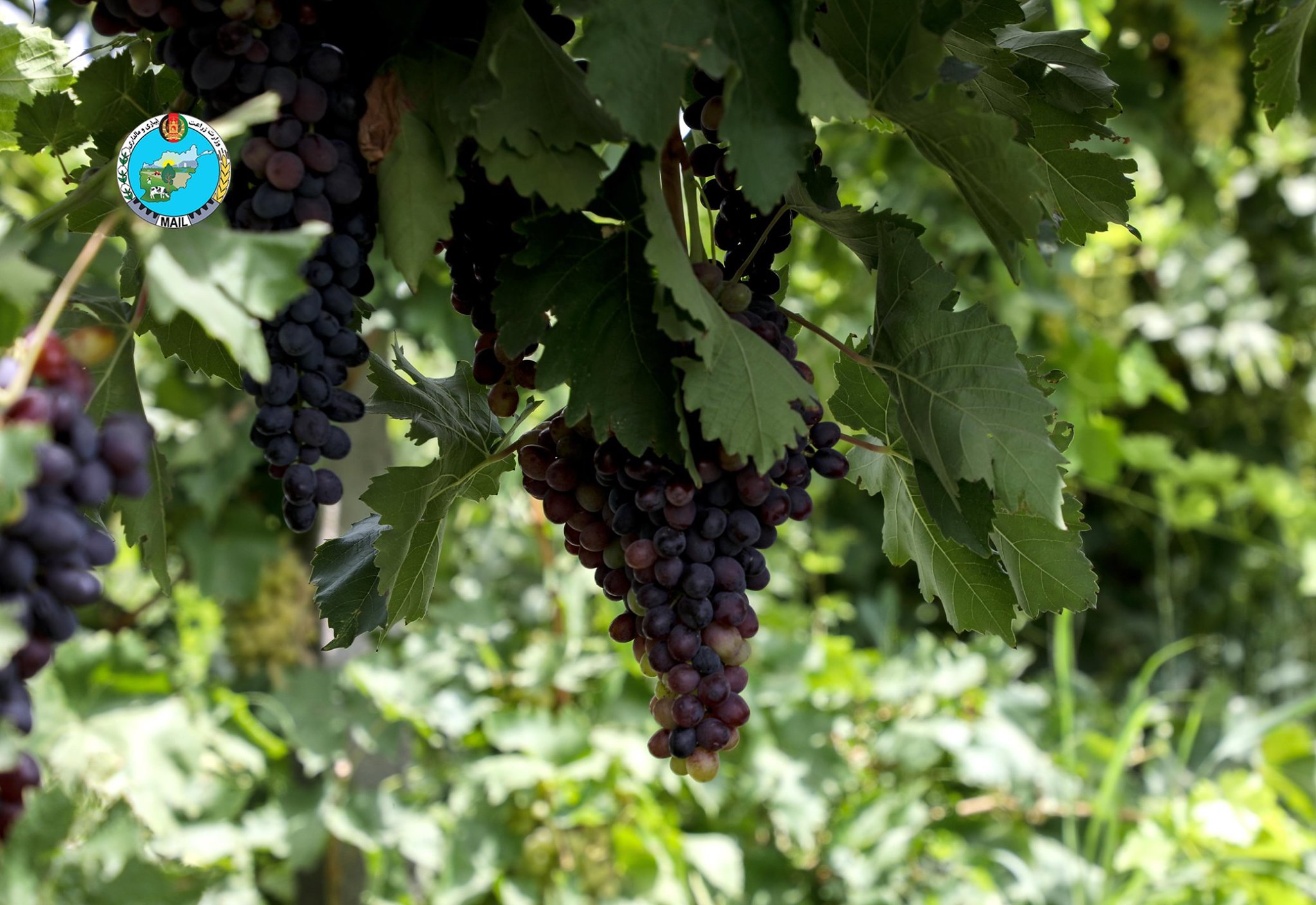 Parwan Grape