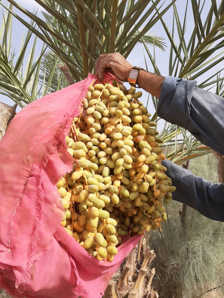 The Beauties of Helmand Dates