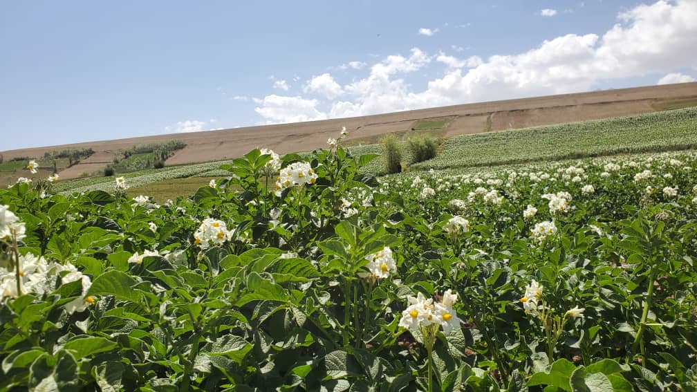 چهارمین جشنواره‌ی گل کچالو در با میان