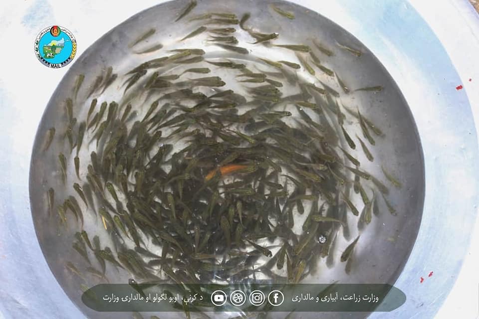 بهره‌برداری از یک فارم با ظرفیت تولید سالانه‌ی یک میلیون جوجه‌ماهی: بلخ در تولید جوجه‌ماهی به خودکفایی نزدیک شد