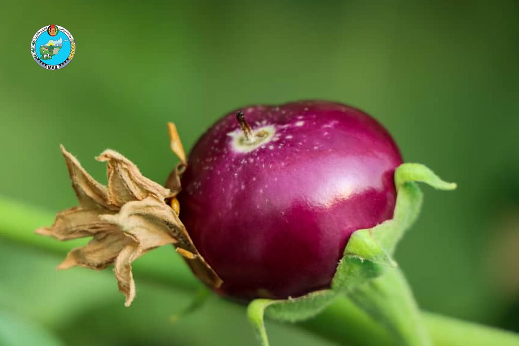 Nangarhar Tomato