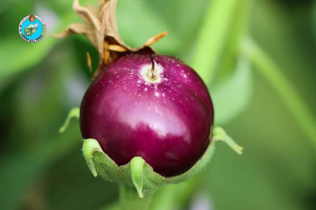 Nangarhar Tomato