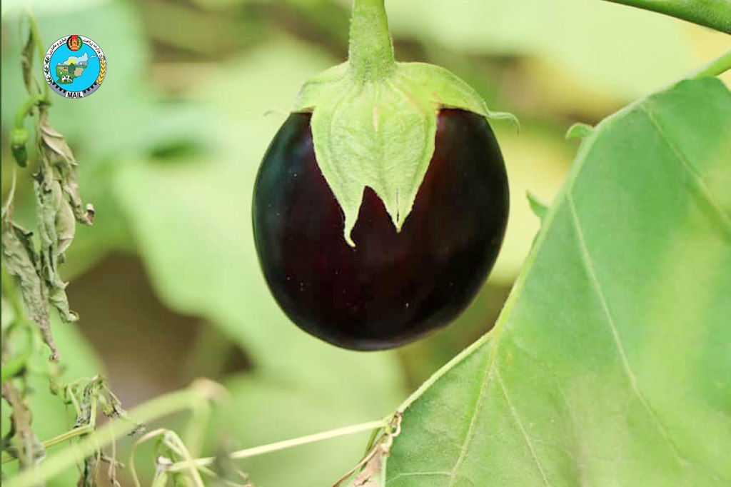 Nangarhar Tomato