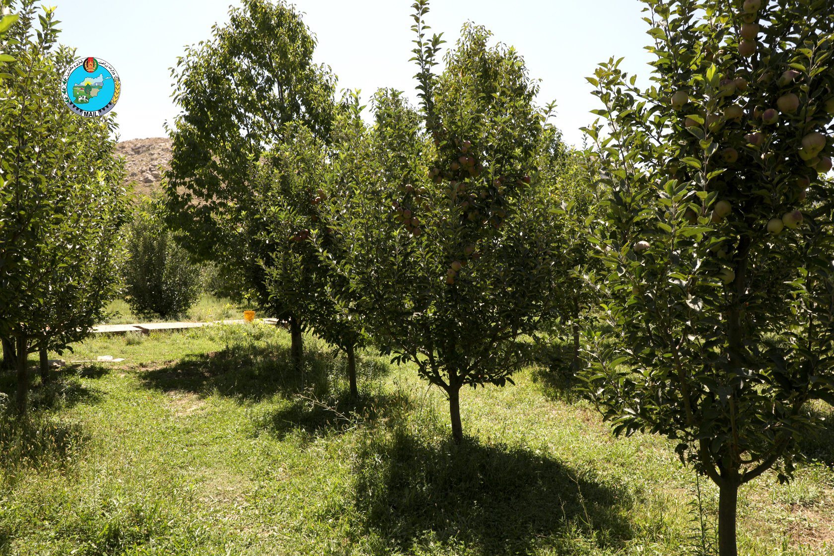 Apple Orchards in Panjsher