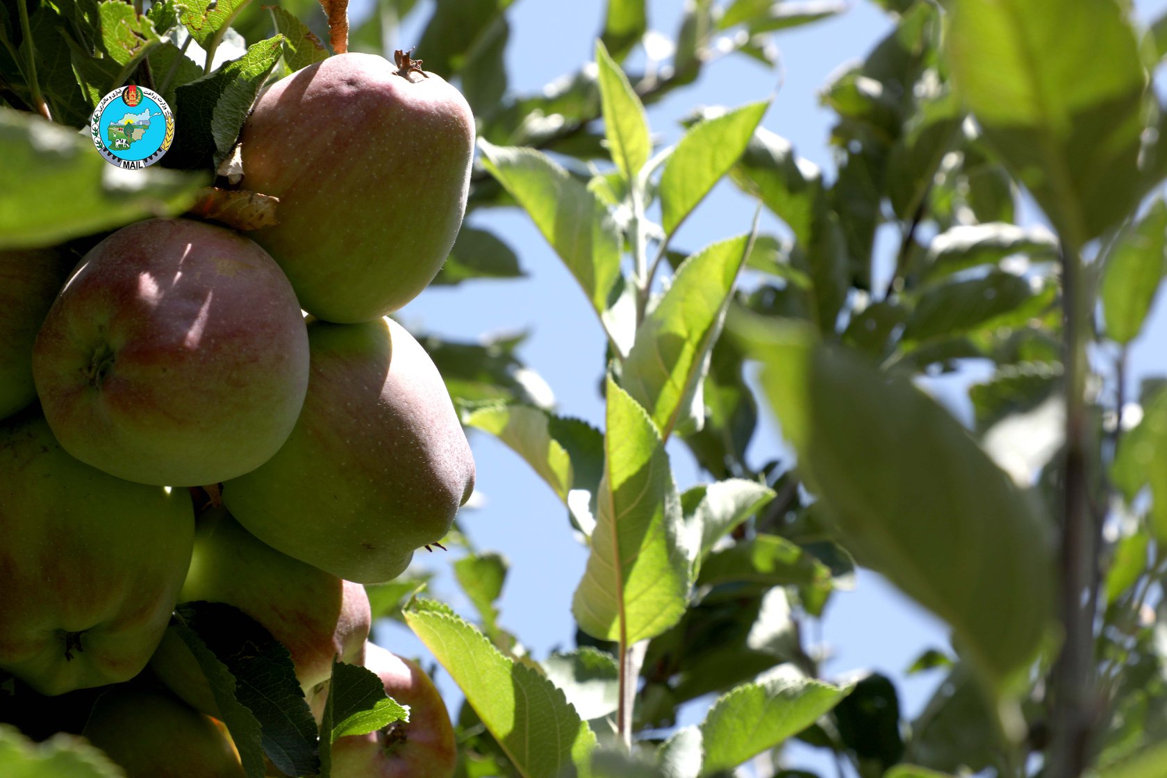 Apple Orchards in Panjsher