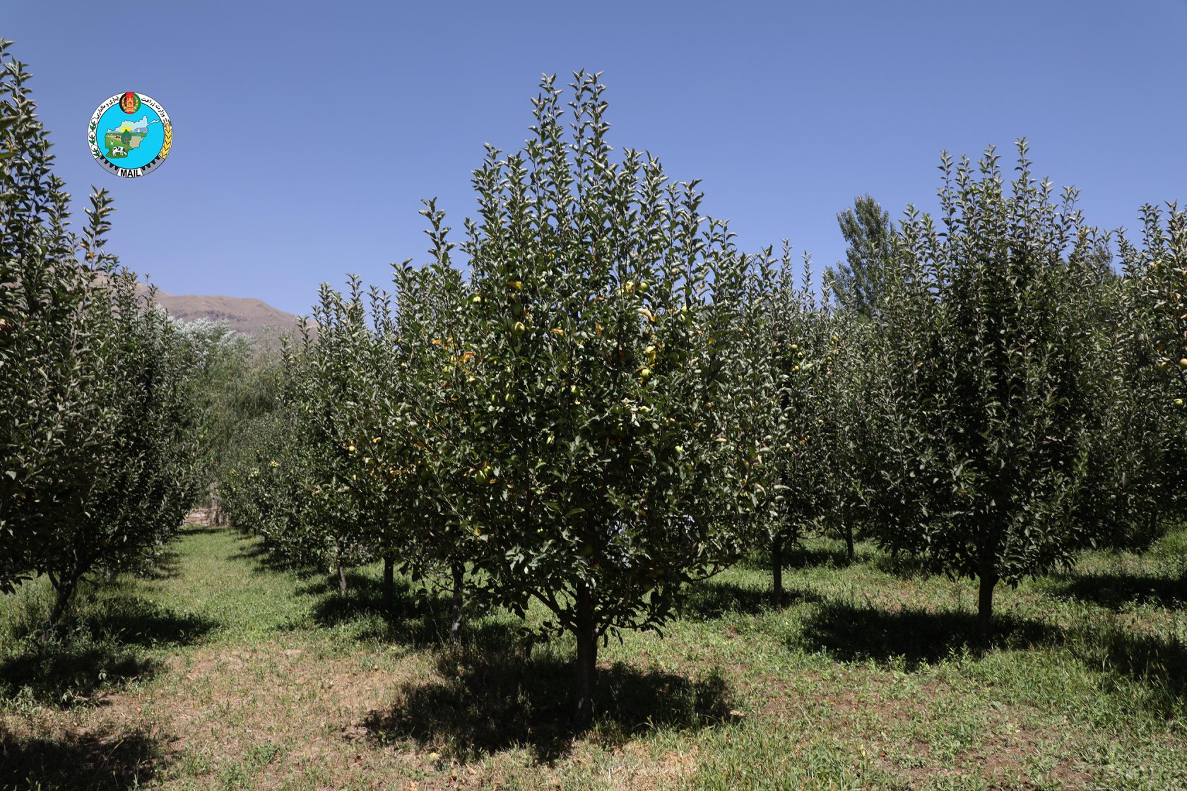 Apple Orchards in Panjsher