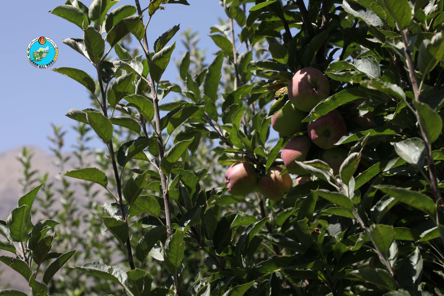 Apple Orchards in Panjsher