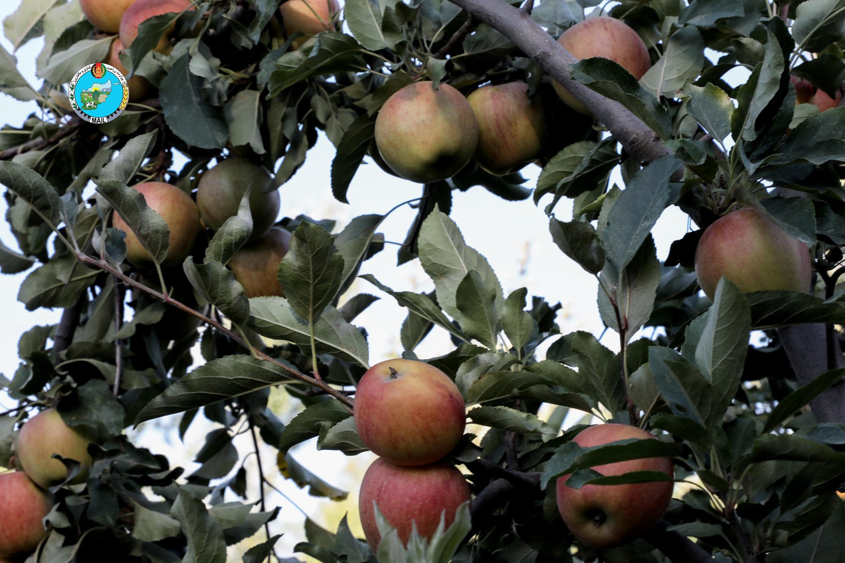 Apple Orchards in Kapisa province