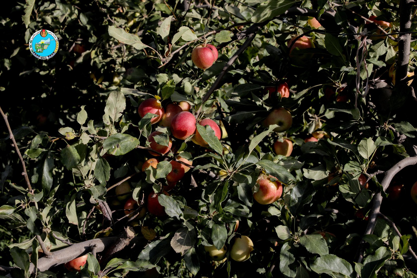 Apple Orchards in Kapisa province