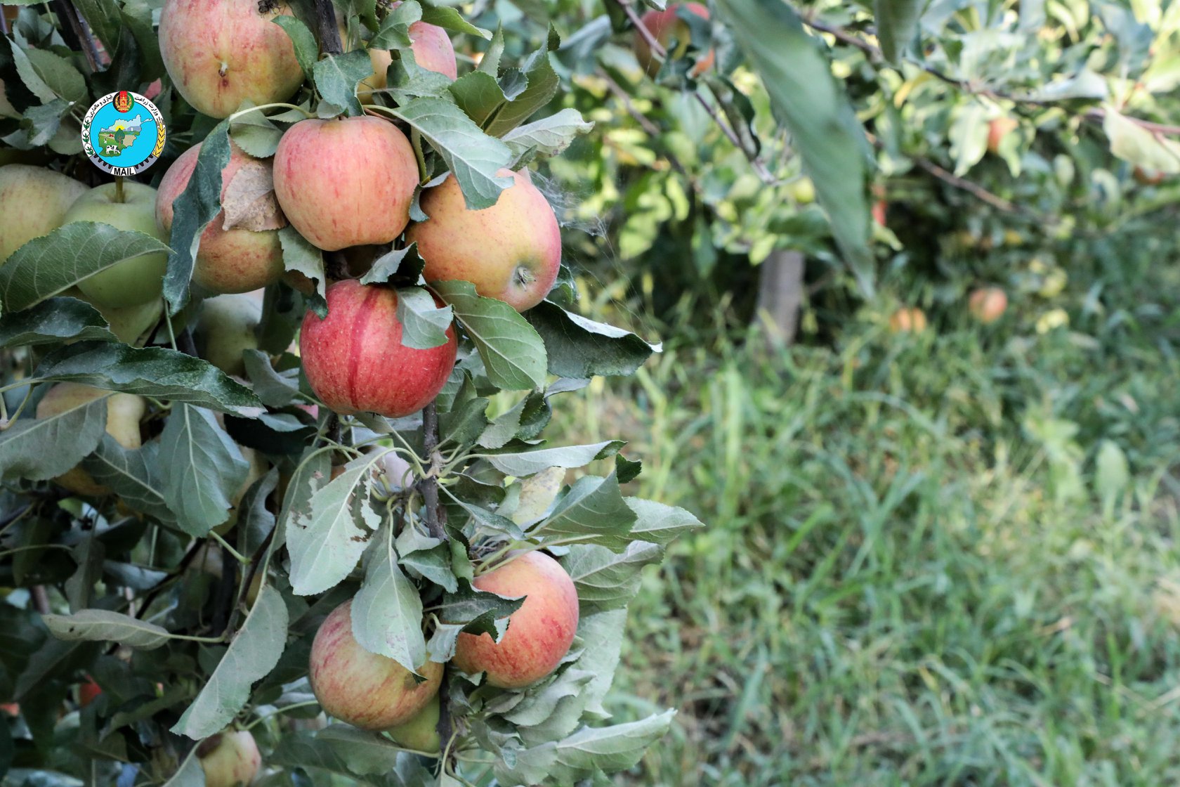 Apple Orchards in Kapisa province