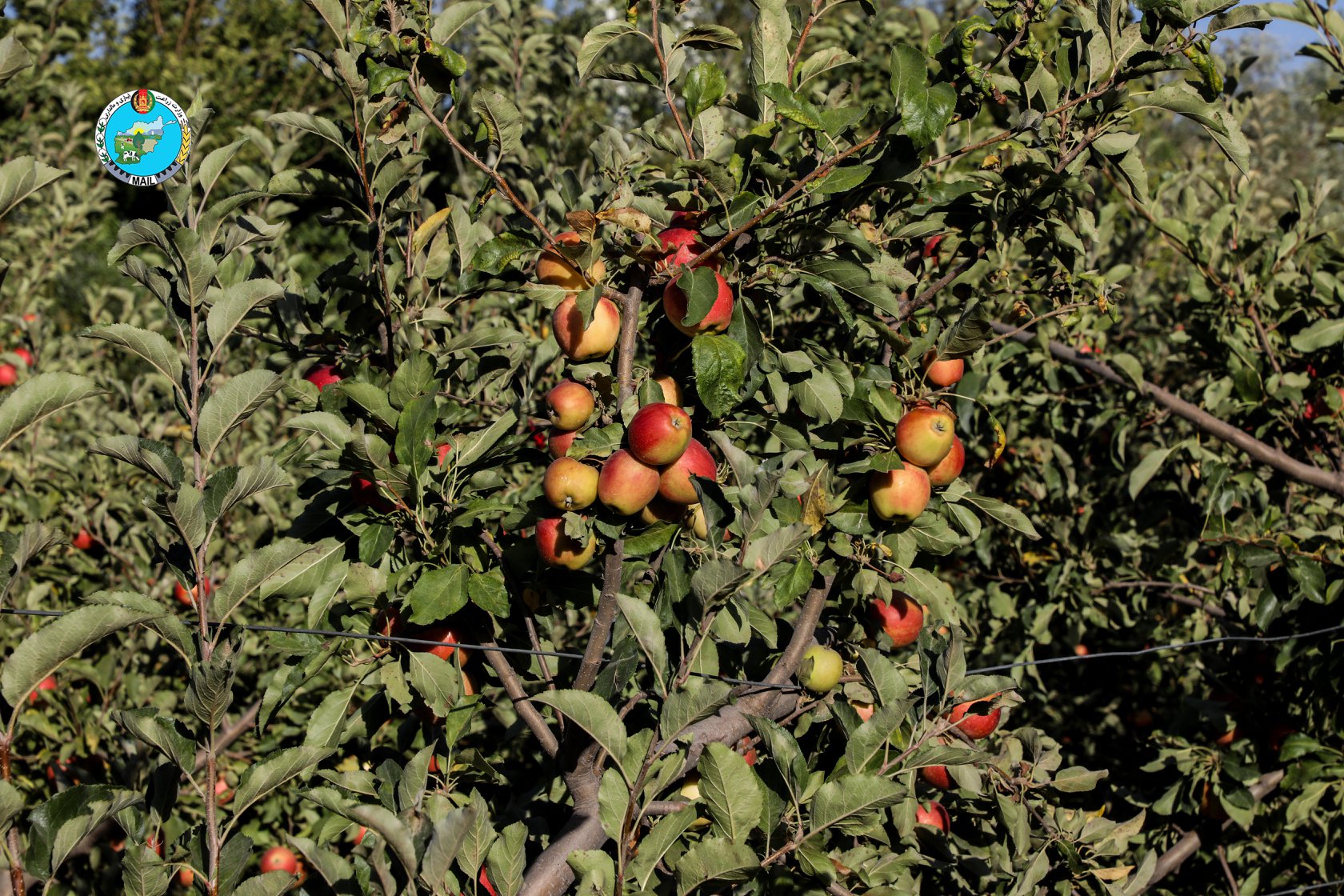 Apple Orchards in Kapisa province