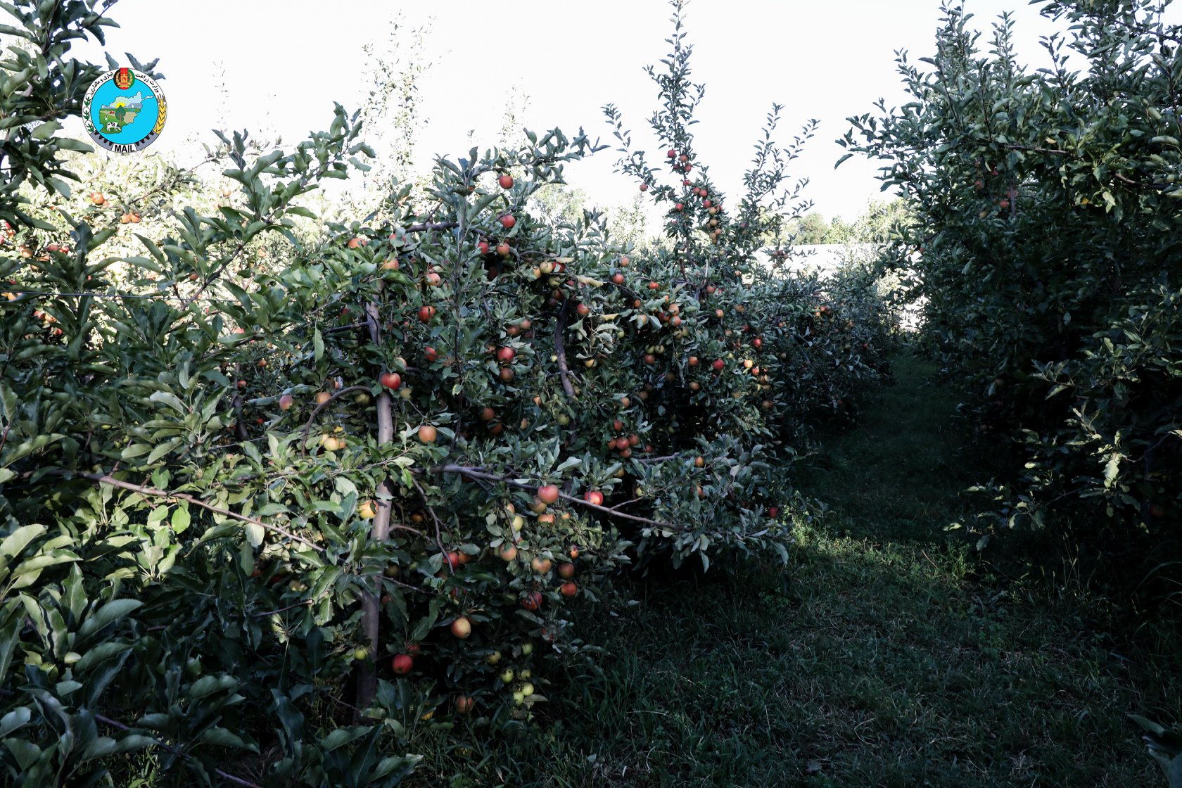 Apple Orchards in Kapisa province