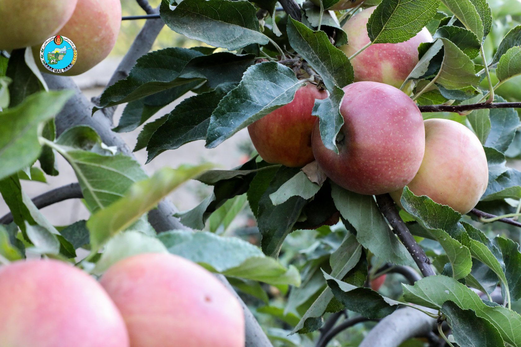 Apple Orchards in Kapisa province